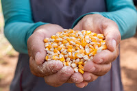 Mais de 21 mil famílias baianas são beneficiadas com a entrega de milho para alimentação animal