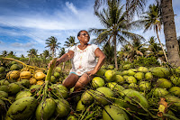 Agricultores familiares de Acajutiba aumentam produção de coco e se preparam para o verão na Bahia