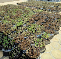 Implantação de maniveiros garante aumento de produção e produtividade de mandioca no Sudoeste Baiano