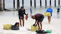 Operação pioneira busca erradicar coral invasor da Baía de Todos-os-Santos