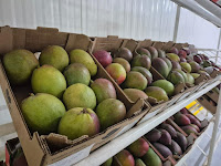 Novos investimentos e produtos inovadores impulsionam a economia no território Sertão do São Francisco