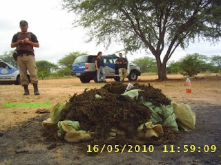 Polícia Militar e Civil da Bahia apreendem maconha.