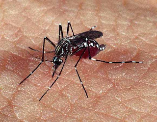 CONFIRMADO CASO DE DENGUE HEMORRÁGICA