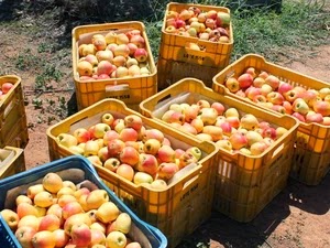 Maçãs produzidas no Vale do São Francisco chegarão ao mercado em 2016, afirma produtor.