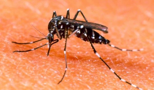 Identificada por pesquisadores o vírus que está causando pânico na Bahia.