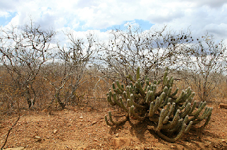 Aprovado projeto de Lídice que prioriza recursos para Caatinga.
