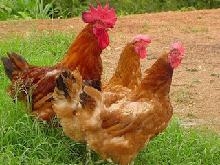 Nutricionista desmistifica as diferenças entre galinha caipira e galinha de granja.