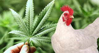 Galinha come pés de maconha e sobrinho atira no tio por isso.
