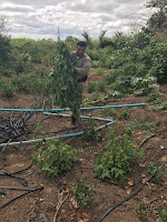 PM erradica cerca de 10 mil pés de maconha em Abaré.
