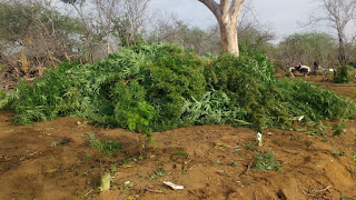 Cipe Caatinga apreende 20 mil pés de maconha em Jacobina.