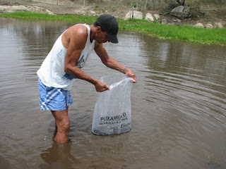 Piscicultores de Itaetê recebem 60 mil filhotes de peixes.