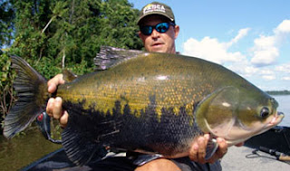 Bahia Pesca distribuiu 1,5 milhão de peixes em janeiro.