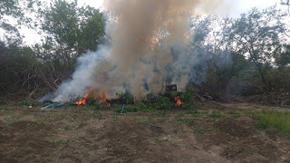 Cipe Caatinga erradica cerca de 19 mil pés de maconha em Juazeiro.