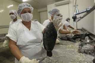 Beneficiamento de pescado no terminal de Sobradinho cresce 25%.