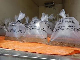 Produtores rurais de Banzaê e Mata de São João recebem 110 mil tambaquis.