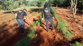 Plantação de maconha é erradicada em Central.
