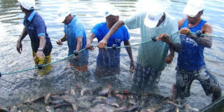 Criatório de Tilápias no Nordeste da Bahia