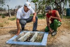 Reúso de água no semiárido baiano é alternativa para agricultores familiares
