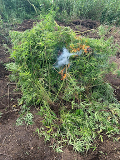 Policiais do 20° BPM erradicam roça de maconha em Abaré