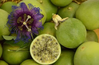 Maracujá da Caatinga é destaque na WRI Brasil