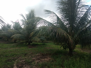 Seagri lança Programa Estadual de Revitalização da Cadeia Produtiva do Coco no 2º Festival do Coco e Florestas Plantadas