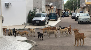 Cachorrada em Paulo Afonso