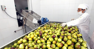 Empreendimentos da agricultura familiar podem acessar capital de giro