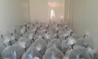 Produtores de Brejões recebem capacitação e peixes
