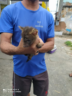 Animais silvestres resgatados por equipes da Coppa