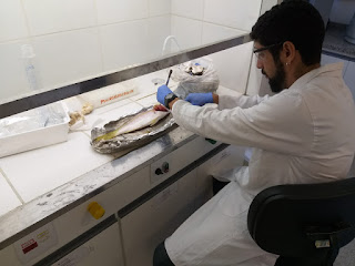 Bahia Pesca apresenta novos resultados da análise do pescado