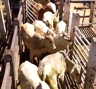 Polícia recupera carne de gado avaliada em mais de R$60 mil