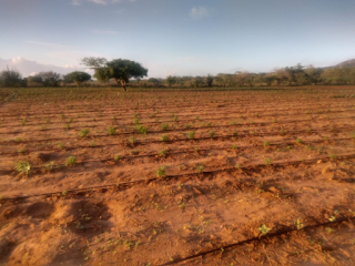 Polícia localiza plantação com 50 mil pés de maconha no interior