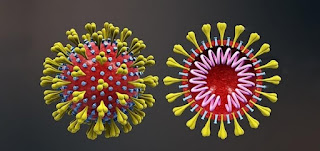 Tá na internet: As origens do Coronavirus (Por Leonardo Boff)