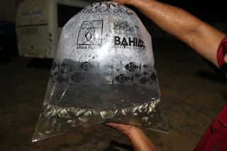 Produção de peixes da Bahia Pesca aumenta 40% durante pandemia