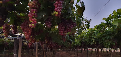 Uvas do Vale: Agricultura irrigada na região do São Francisco rende vinhos de qualidade