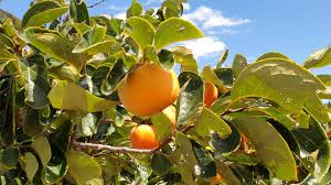 Fazenda Escola Modelo de Barra usará expertise da Univasf e Embrapa em projetos de fruticultura