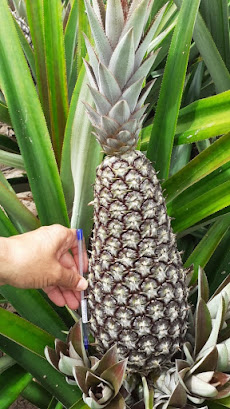  Agricultores familiares de Itaberaba esperam aumento de 50% na produção de abacaxi