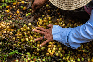 Licuri e mandacaru da Bahia são matéria-prima para cosméticos de grande marca nacional e internacional 